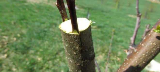 Как пишется слово «приклад»?