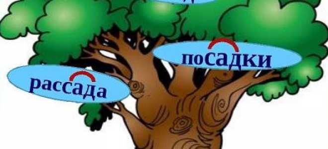 Правописание корней