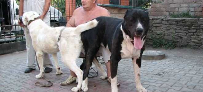 Как правильно пишется, ударение в слове «вцепиться»