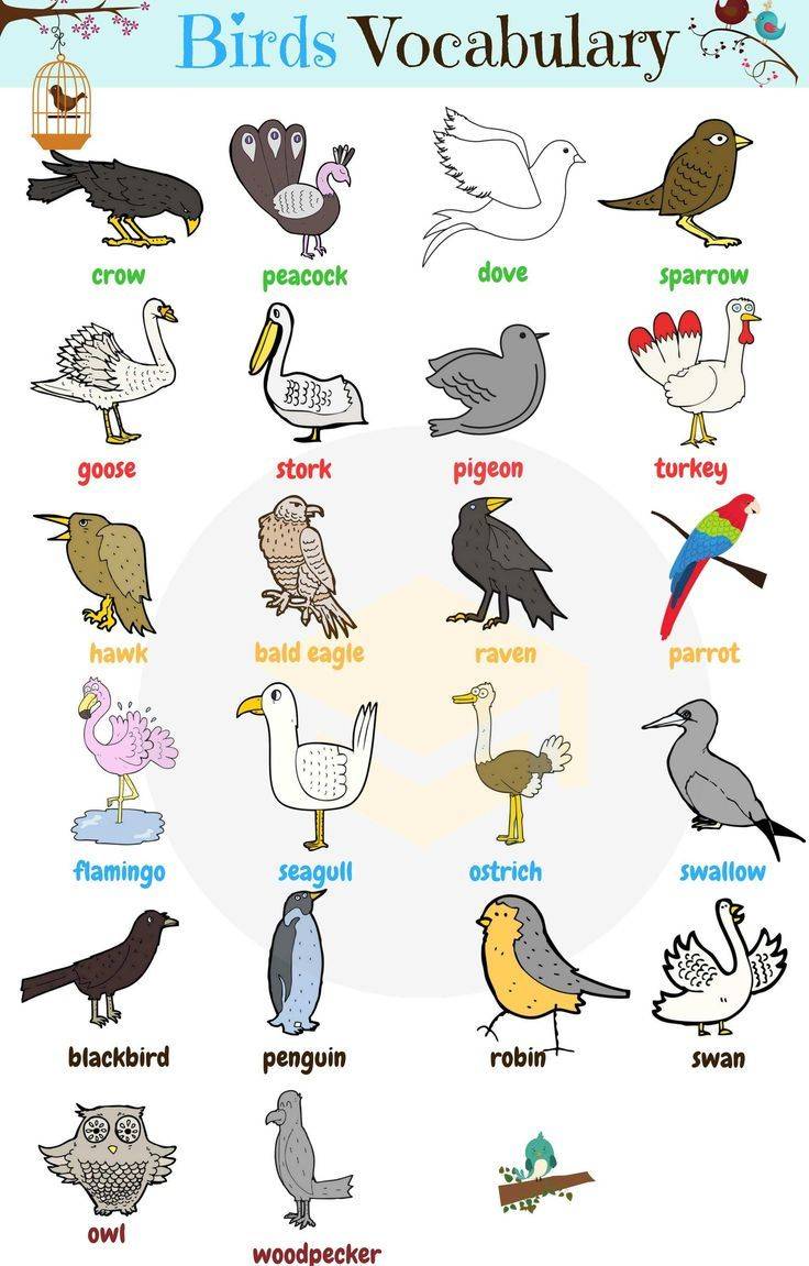 Птицы на английском языке для детей