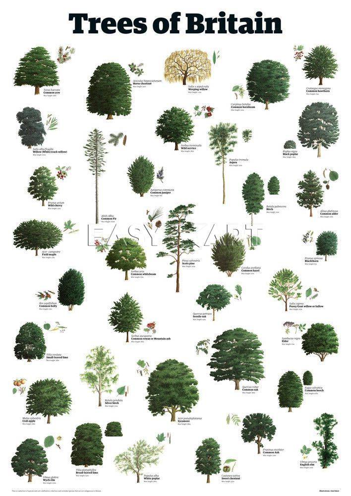Деревья мужского рода список с фото