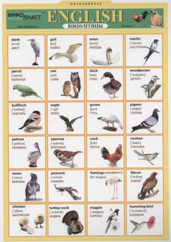 Птицы перевести на английский
