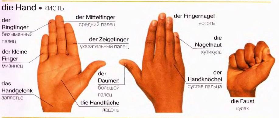 Названия пальцев на английском 