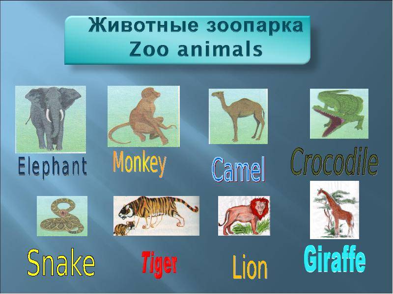 Презентация про зоопарк на английском языке