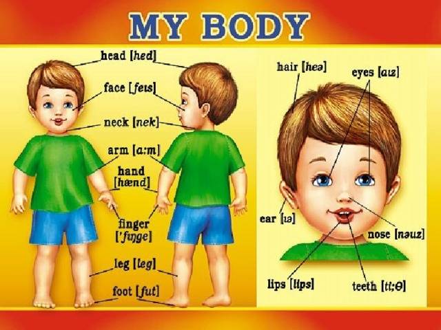 Части тела на английском для детей в картинках с переводом