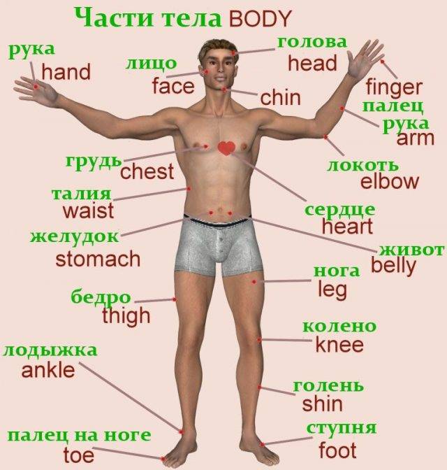 Части тела на английском для детей: 5 способов выучить быстро