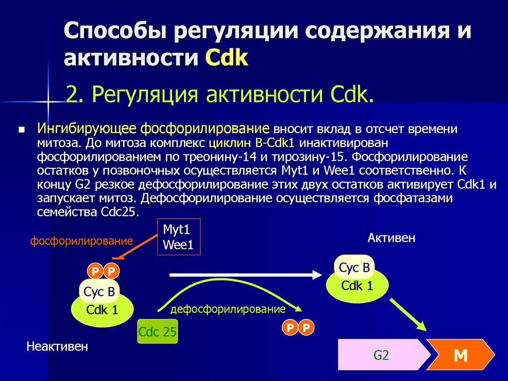 Регуляция экспрессии генов
