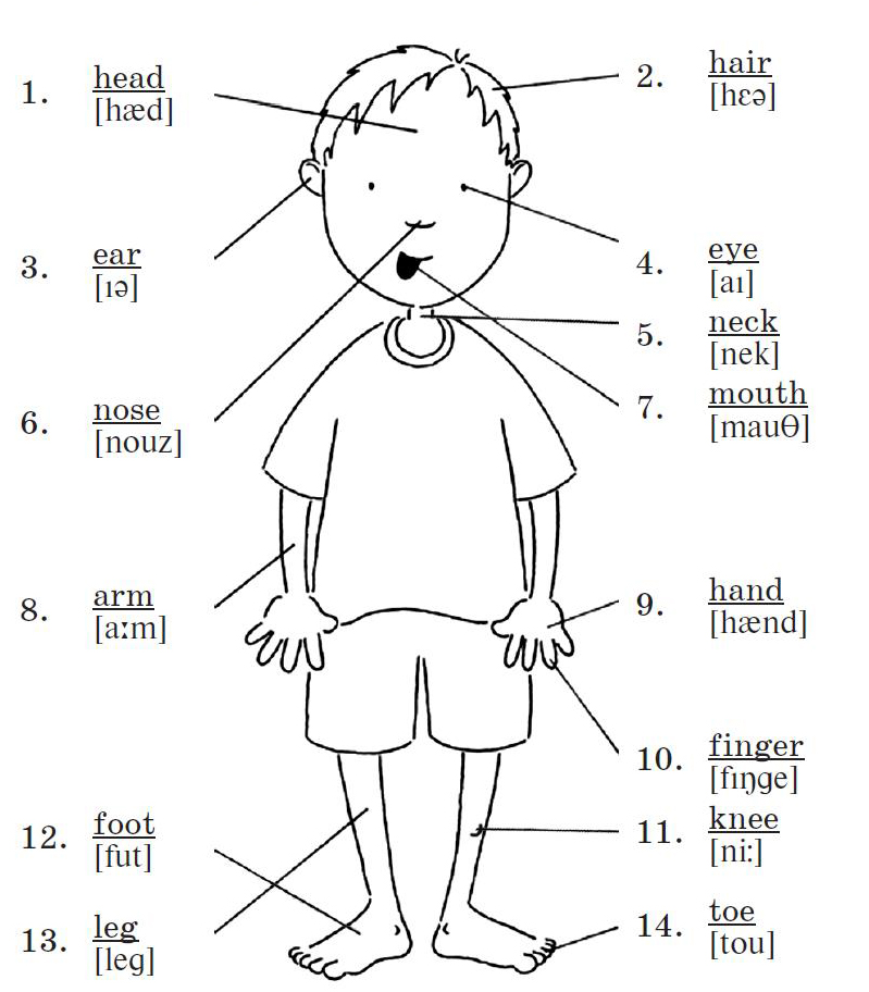 Схема человека для детей. Таблица частей тела на английском языке. Час тела на английском. Название частей тела на английском.