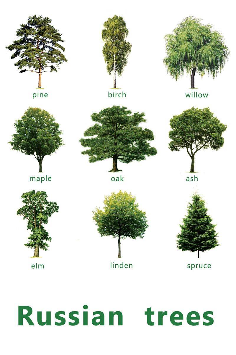 Деревья мужского рода список с фото