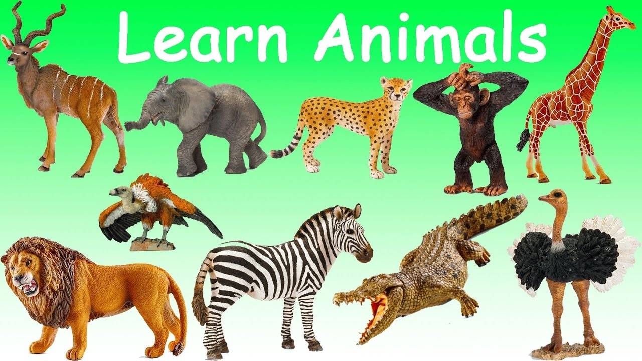 Аудирование по английскому языку. урок 2. animals. животные | инглиш - так просто