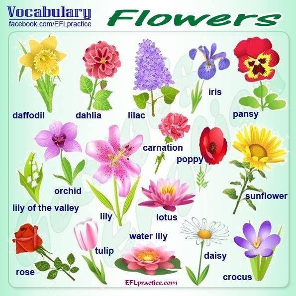 Цветок лексика. Цветы названия. Цветы названия на английском. Название цветочков. Названия цветов растений.