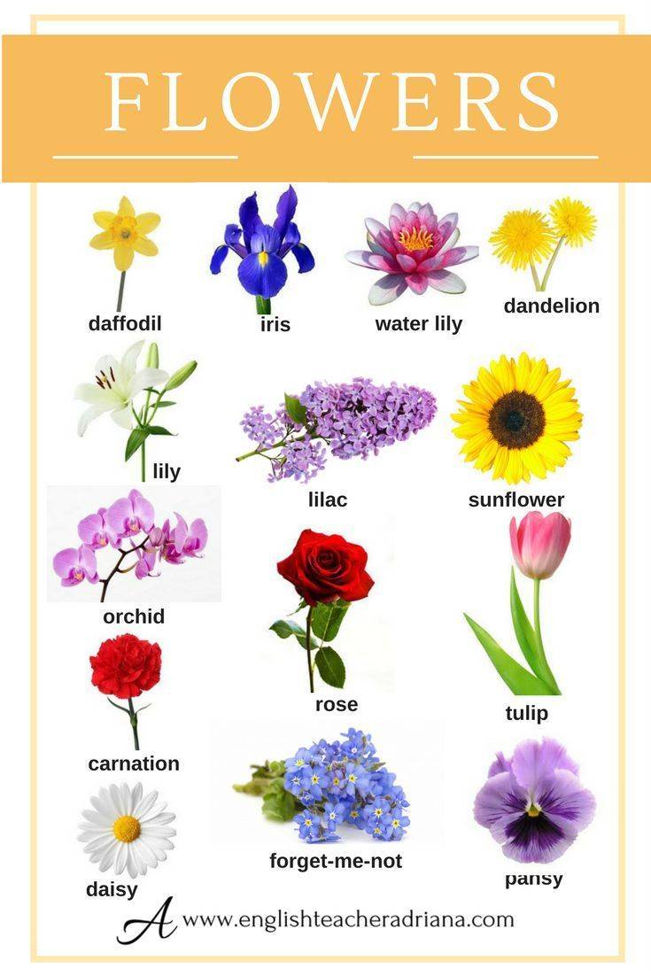 Английский для детей цвета произношение. цветы на английском языке с перево...