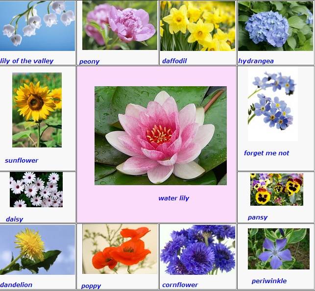 Цветок лексика. Цветы названия. Цветы список. Названия цветов на английском. Названия цветов растений.