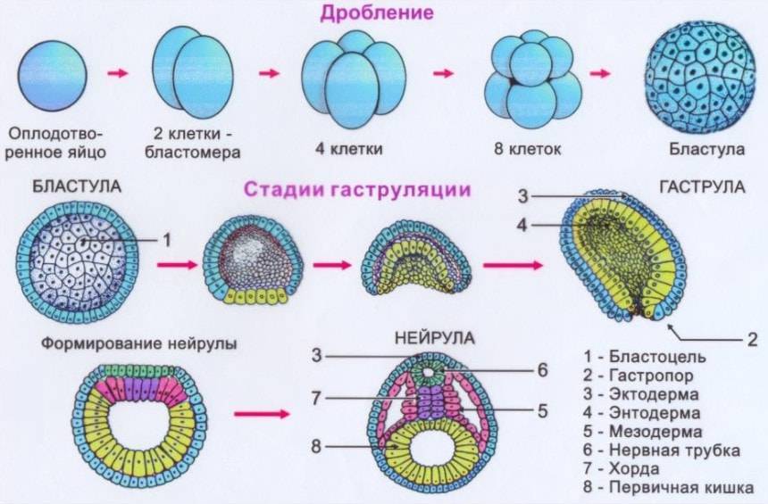 На рисунке изображен эмбрион человека в разный период времени какое общее свойство живых систем