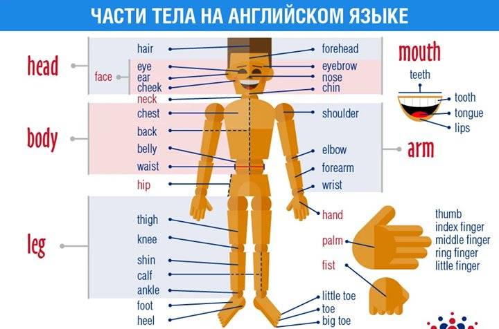 Английский язык для детей задания на тему части тела. названия частей человеческого тела на английском