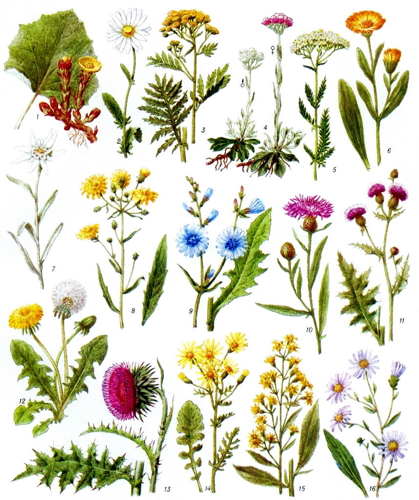 Полевые цветы виды и названия с фото