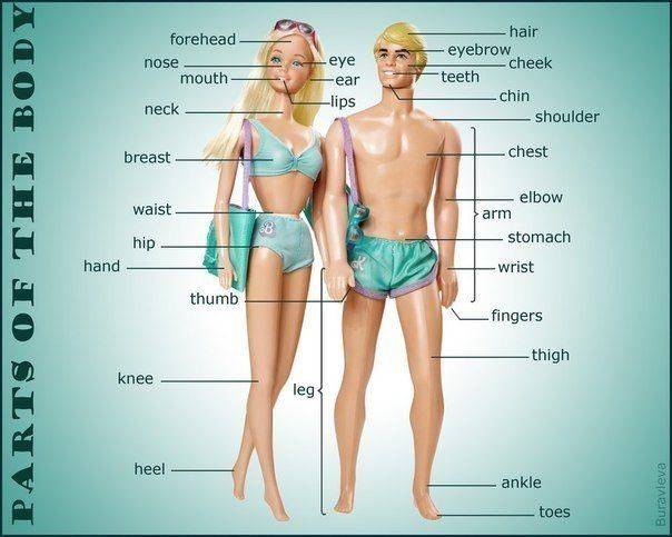 Карточки на тему «тело человека» на английском языке