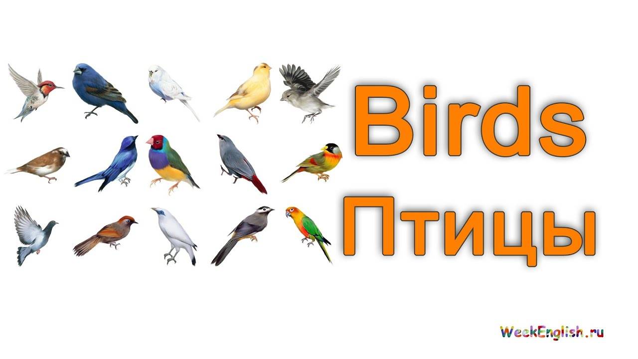 Найти название птицы по фото с телефона