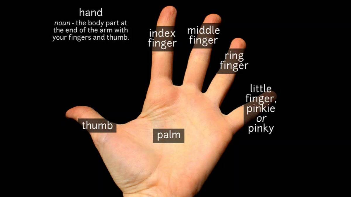 Сколько там пальцев. Название пальцев на руке. Пальцы на английском на руках. Названия пальцев на английском. Название пальцев на руке на английском.