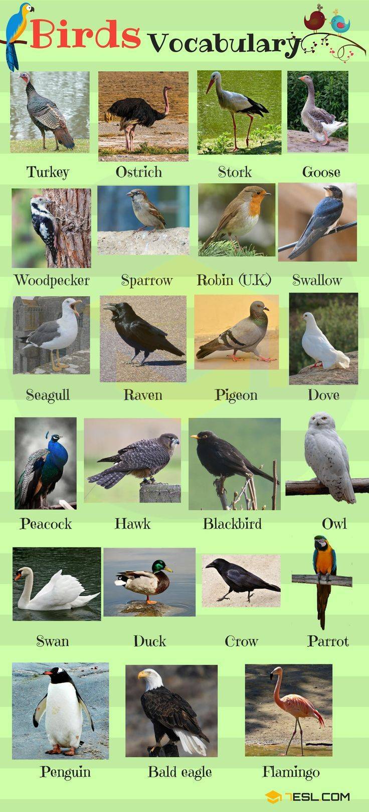 Дикие птицы по английскому