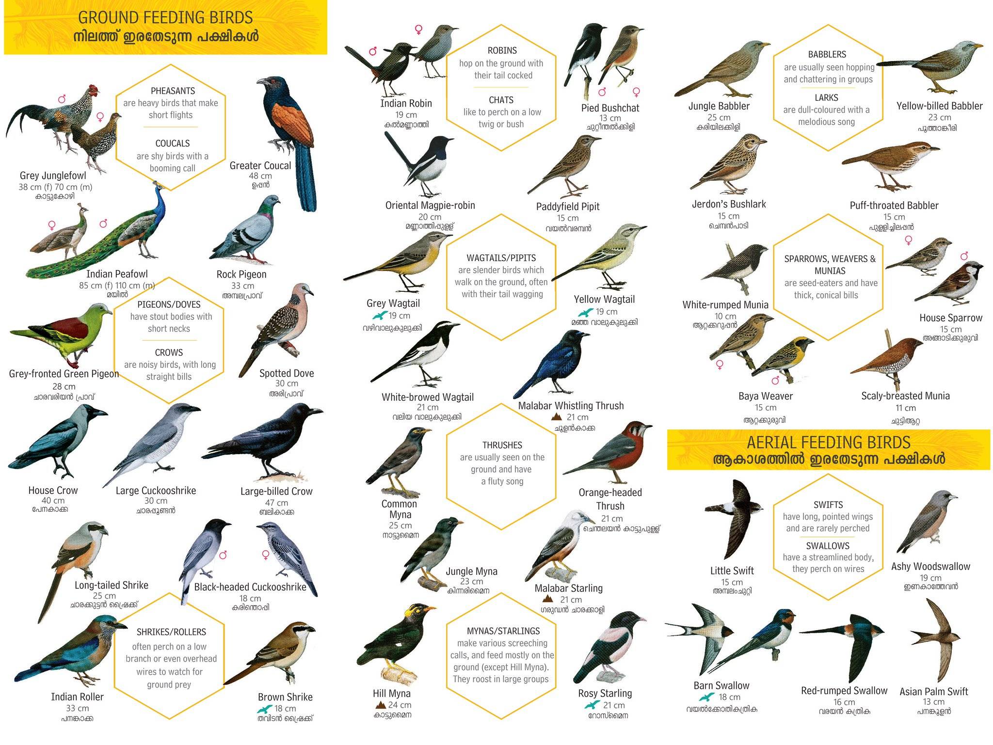 Птицы на английском языке с переводом