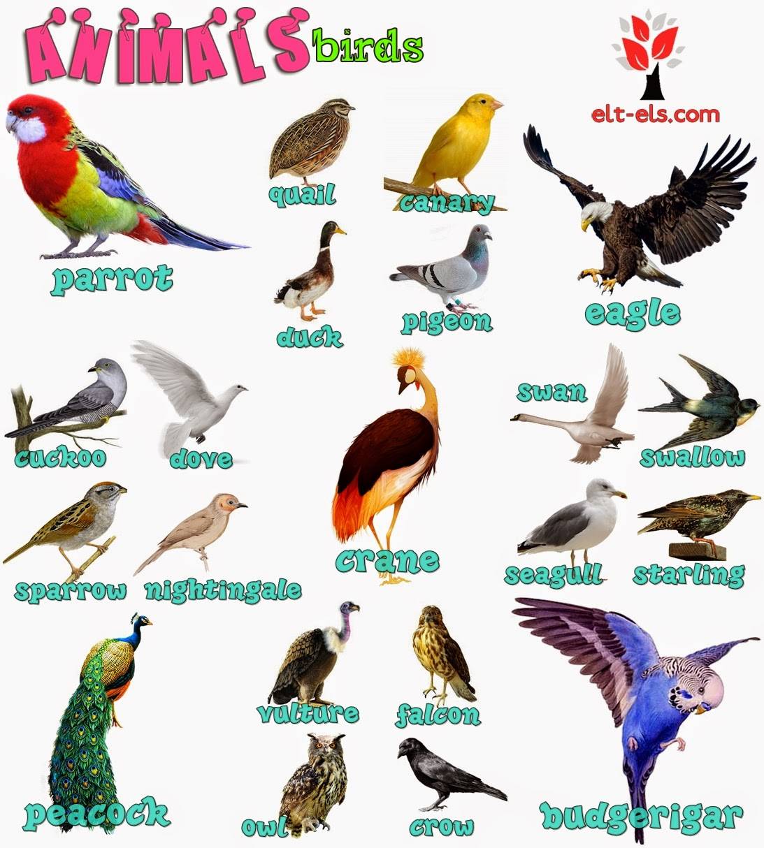 Птицы на английском