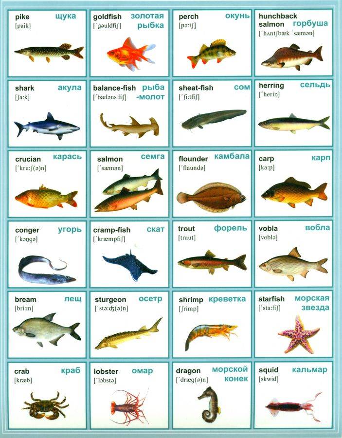 Про рыбу на английском